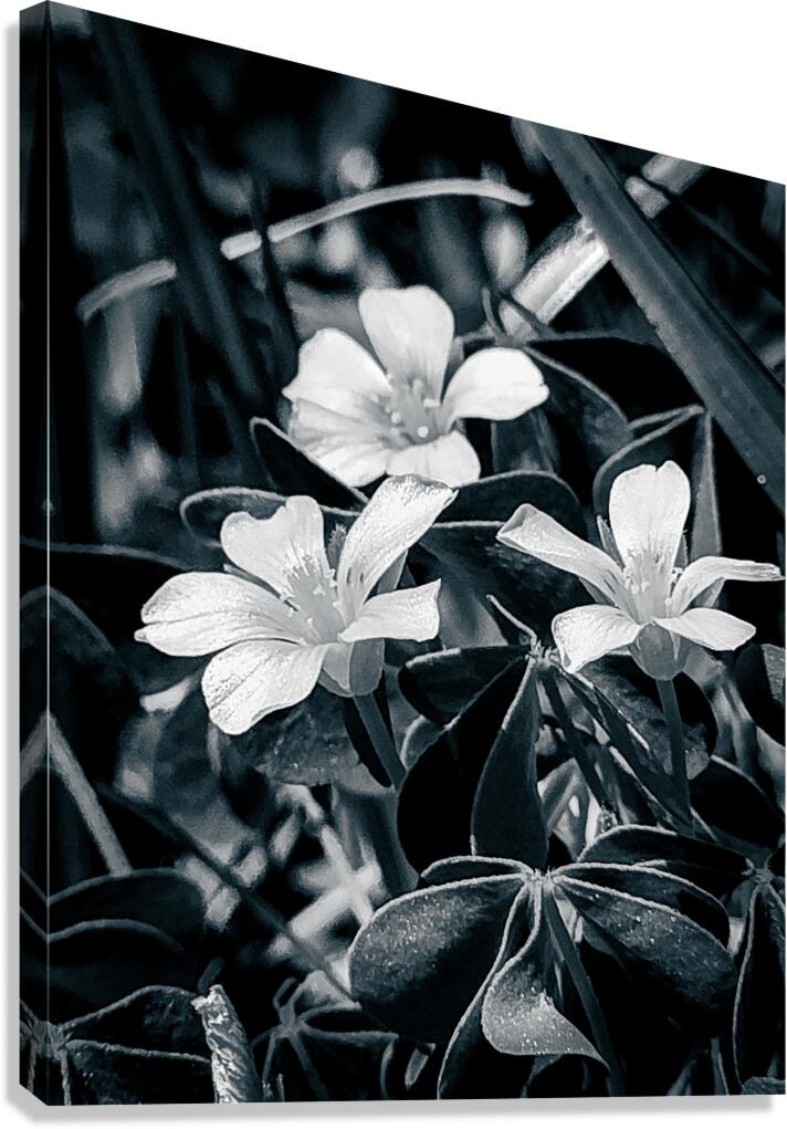 Black and White Flowers Canvas Print