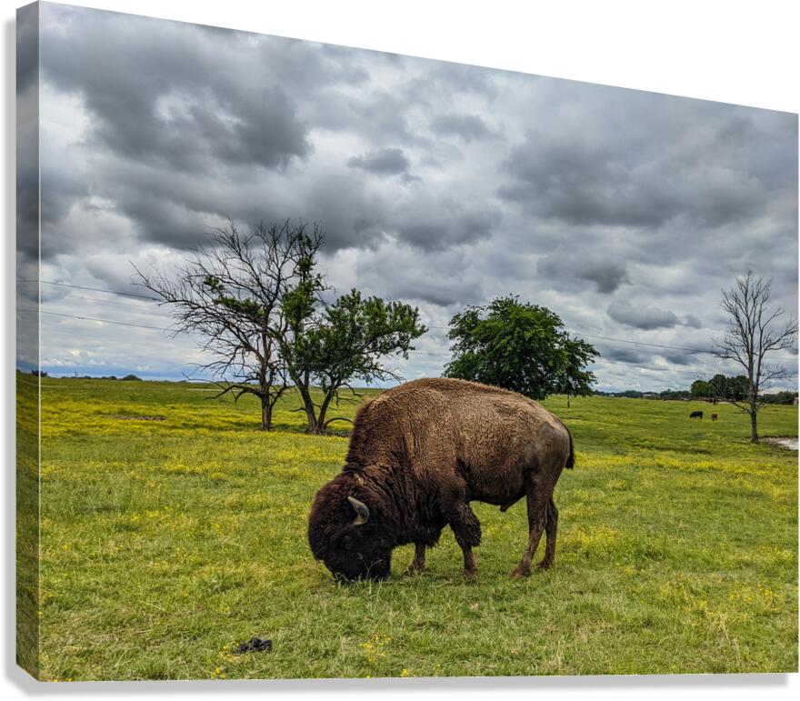 Bison Canvas Print