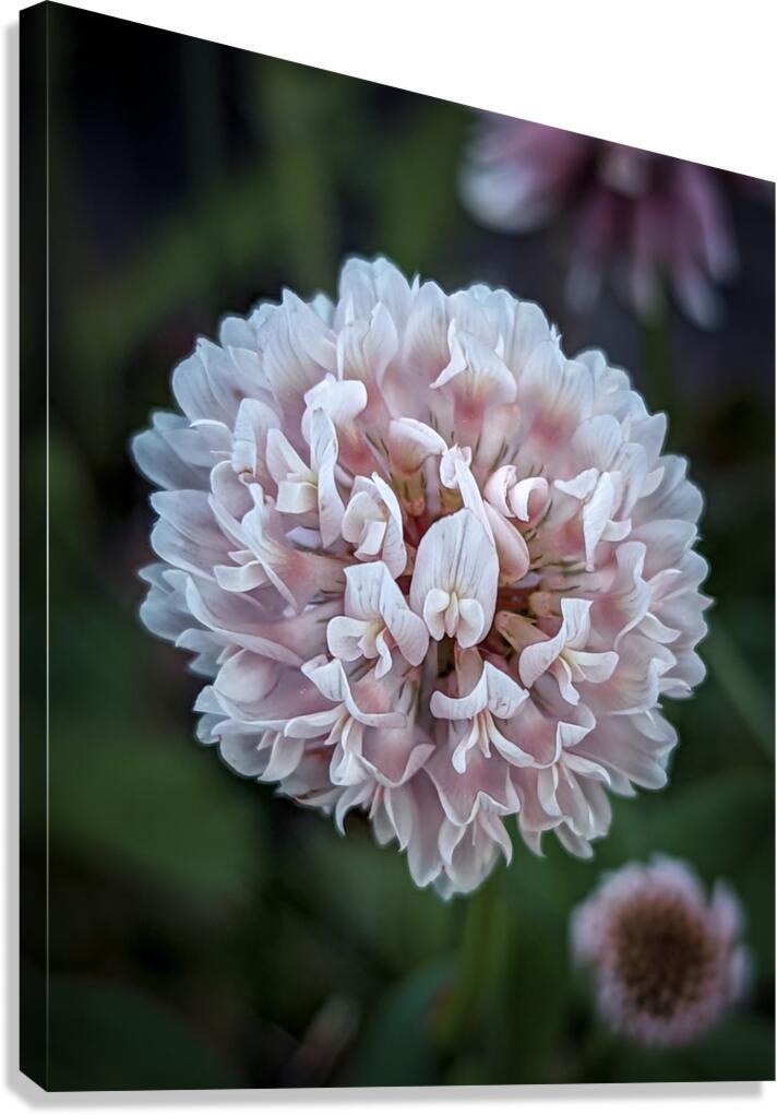 Clover Canvas Print