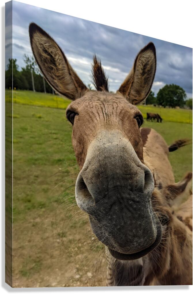Funny Donkey Canvas Print