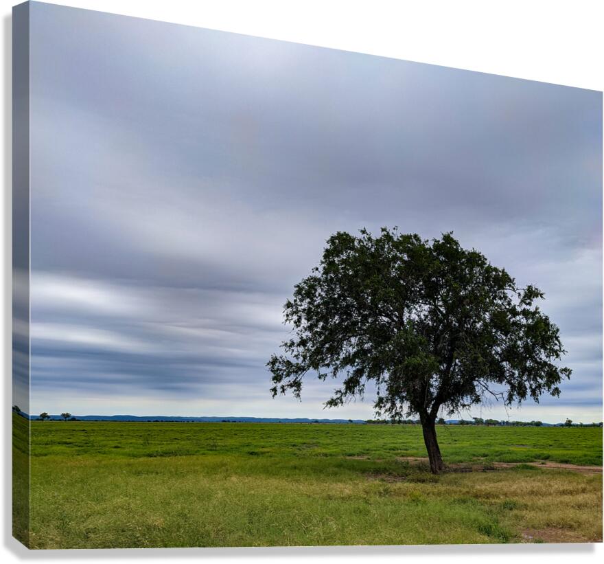 Lone Tree Canvas Print