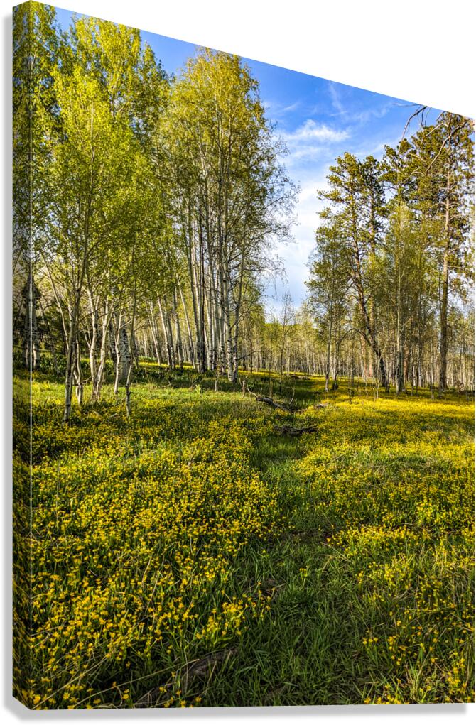 Colorado Forest Canvas Print