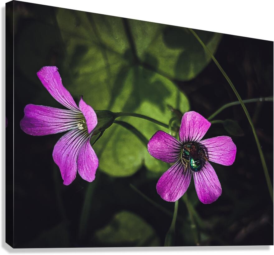 Flowers  and bee Canvas Print