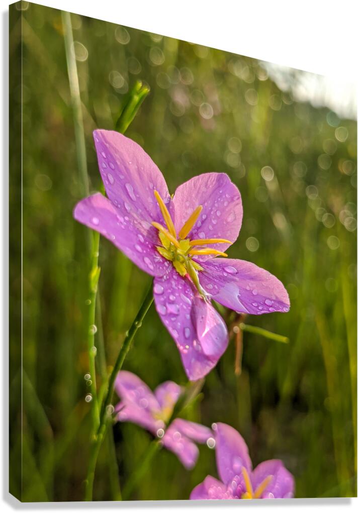 Pink Flowers Canvas Print