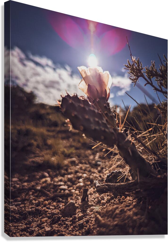 Lens Flare Cactus Canvas Print