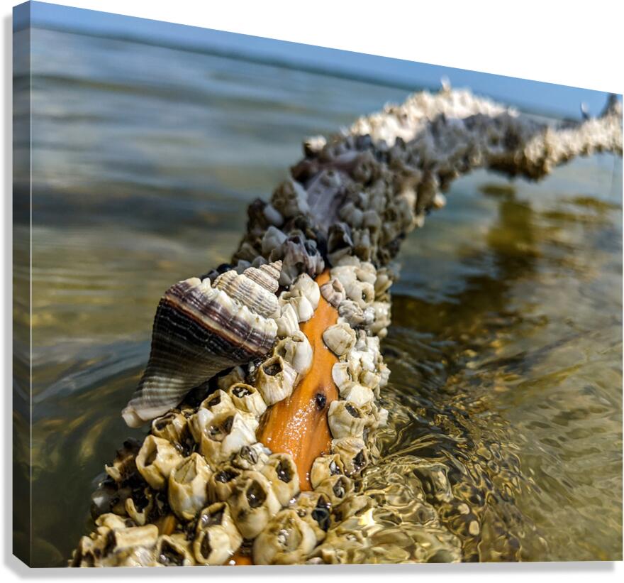 Reclaimed Canvas Print