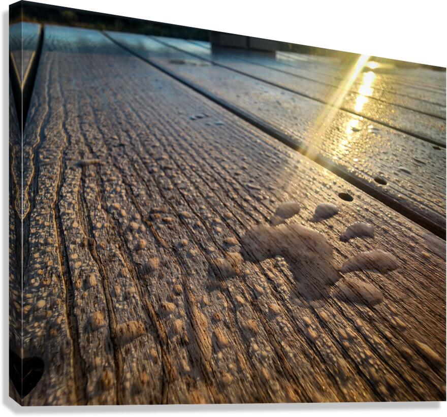 Racoon Paw in Dew Canvas Print