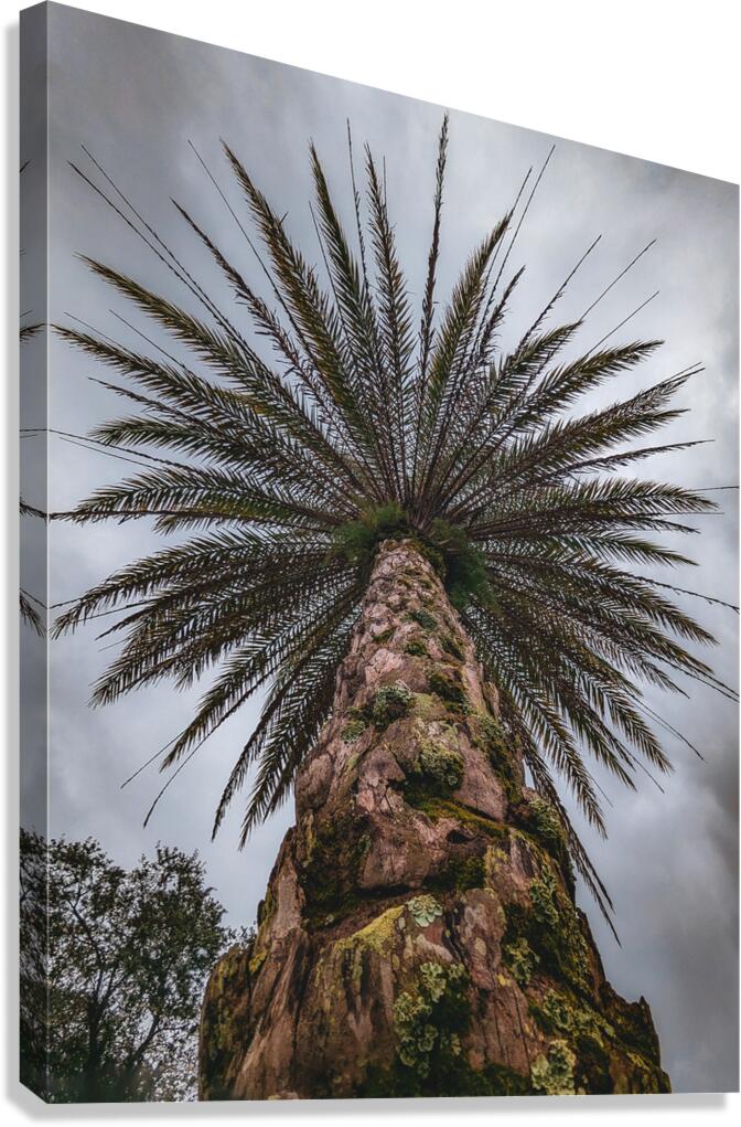 Palm Tree Canvas Print