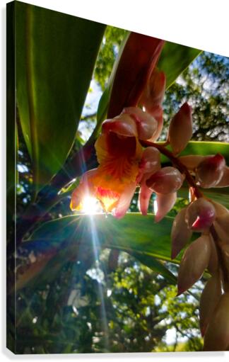 MORNING FLOWER Canvas Print