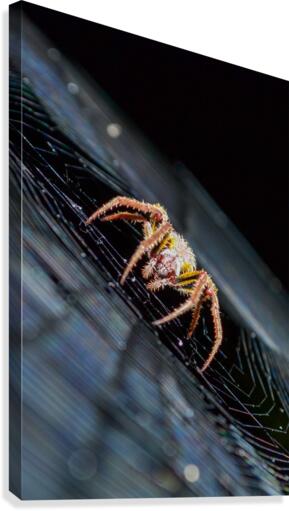 Meal Time Canvas Print