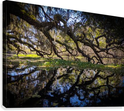 Reflections Canvas Print