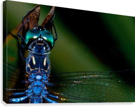 Blue Dragonfly Canvas Print