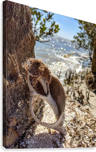 Shell on tree Canvas Print