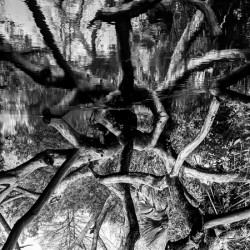 Black and White Reflection