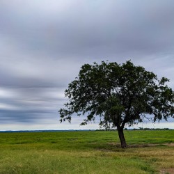 Lone Tree