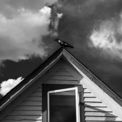Black Bird on roof