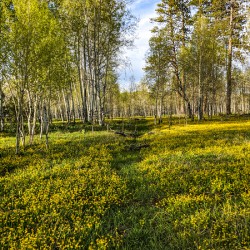 Colorado Forest