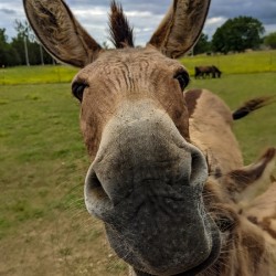 Funny Donkey