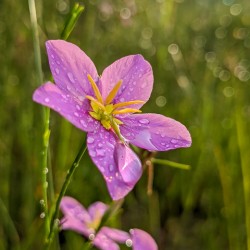 Pink Flowers