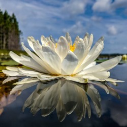 Water Lily