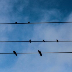 Birds on a wire