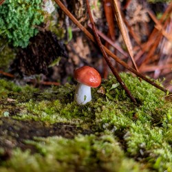 Tiny Mushroom