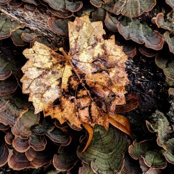 Leaf Fungus