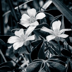 Black and White Flowers