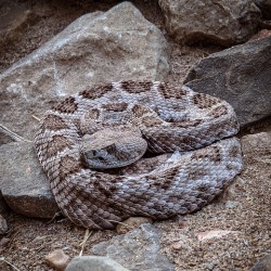 Rattle Snake