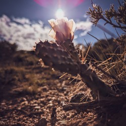 Lens Flare Cactus