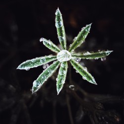 Dew plant