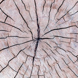 Tree Fingerprint
