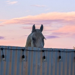 Peekaboo Horse