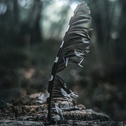 Feather