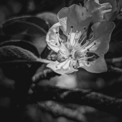 Flower Black and White