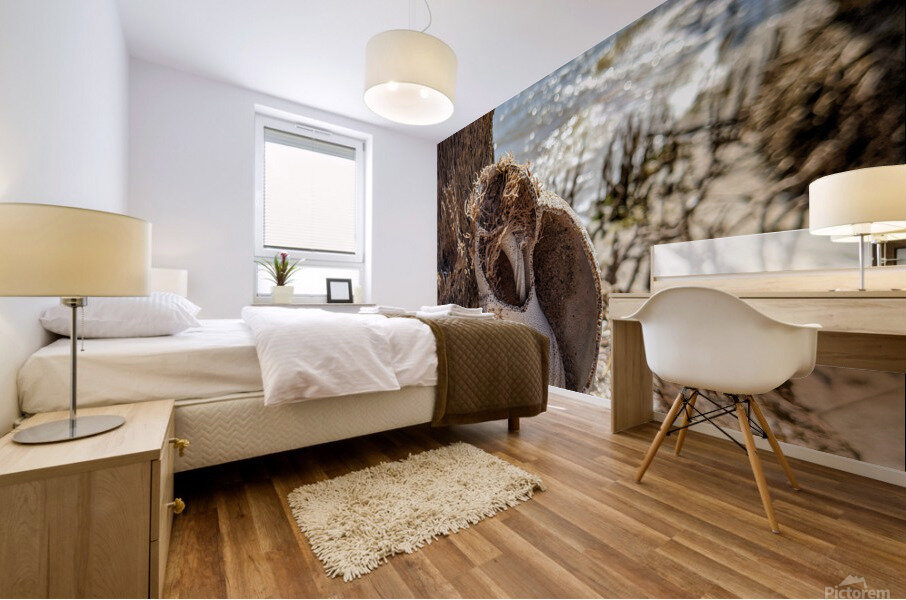 Shell on tree Mural print