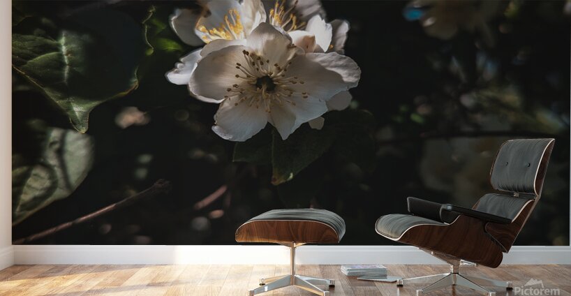 Mock Orange Wall Murals