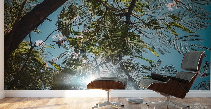 Mimosa in the sky Wall Murals