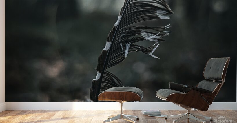 Feather Wall Murals