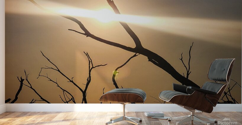 Light on the lake Wall Murals