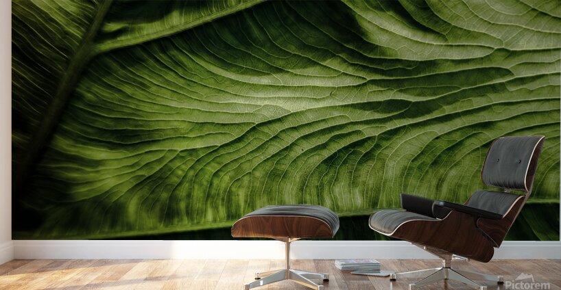 Leaf Wall Murals