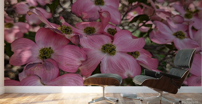 Apple Blossoms Wall Murals