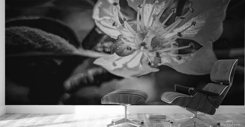 Flower Black and White Wall Murals