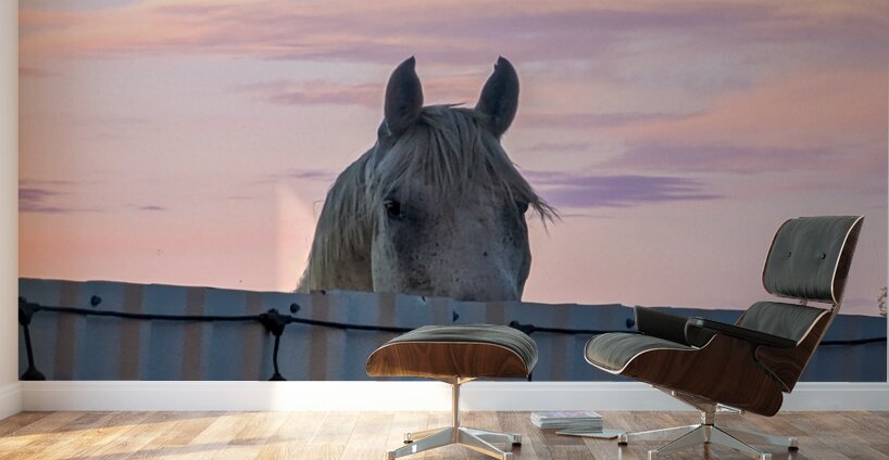 Peekaboo Horse Wall Murals