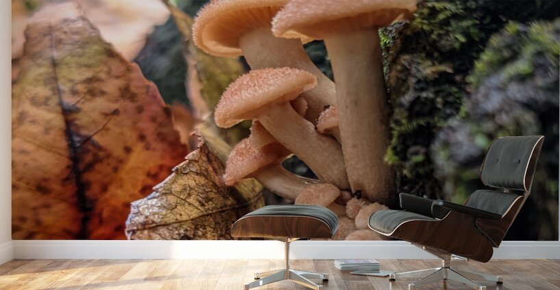 Orange Mushrooms Wall Murals