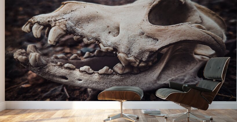 Skull Wall Murals