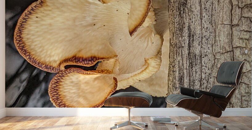 Water Mushroom Wall Murals