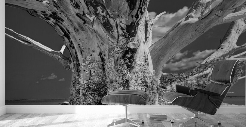 Driftwood Wall Murals