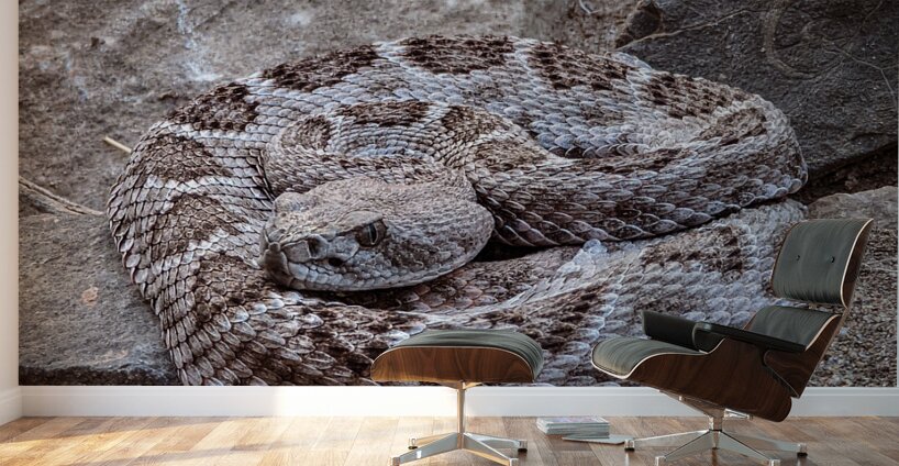 Rattle Snake Wall Murals