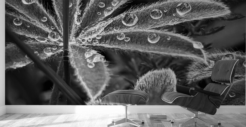 Fuzzy Rain Wall Murals